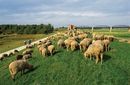 Vorschaubild Flock of sheep on a dyke by the Old Elbe Bridge near Damnatz