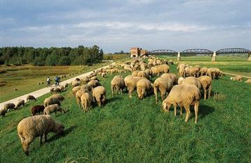 Flock of sheep on a dyke by the Old Elbe Bridge near Damnatz
