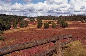 Lüneburg Heath National Park